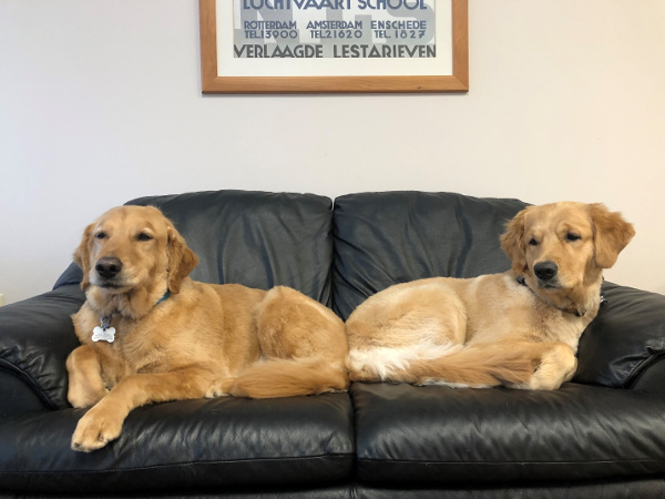 Golden Retrievers